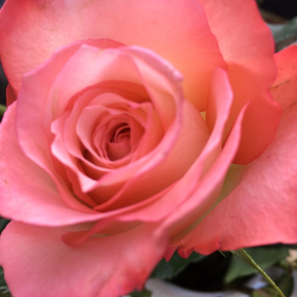 Hello! - Picture 12 of 16